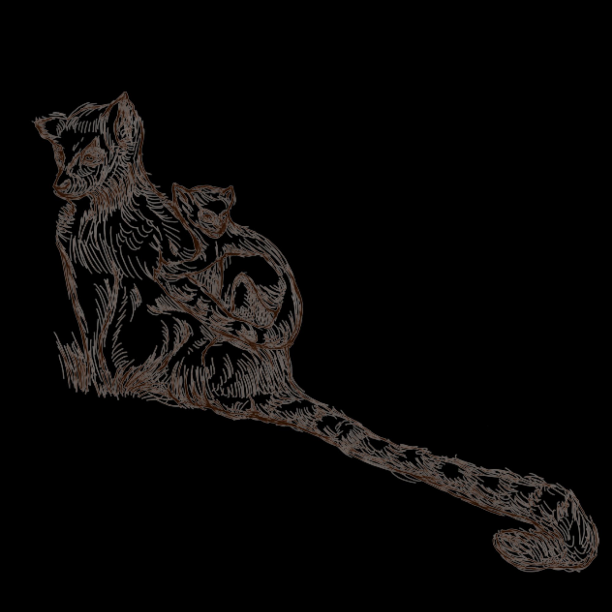 Ring-tailed lemur illustration